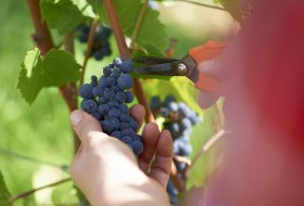 Handlese © Robert Dieth/Rheinhessenwein e.V. Handlese © Robert Dieth/Rheinhessenwein e.V.