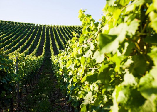 Weinland Nahe © Weinland Nahe e.V. Weinland Nahe © Weinland Nahe e.V.