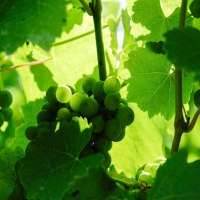 wingert_2 wingert_2