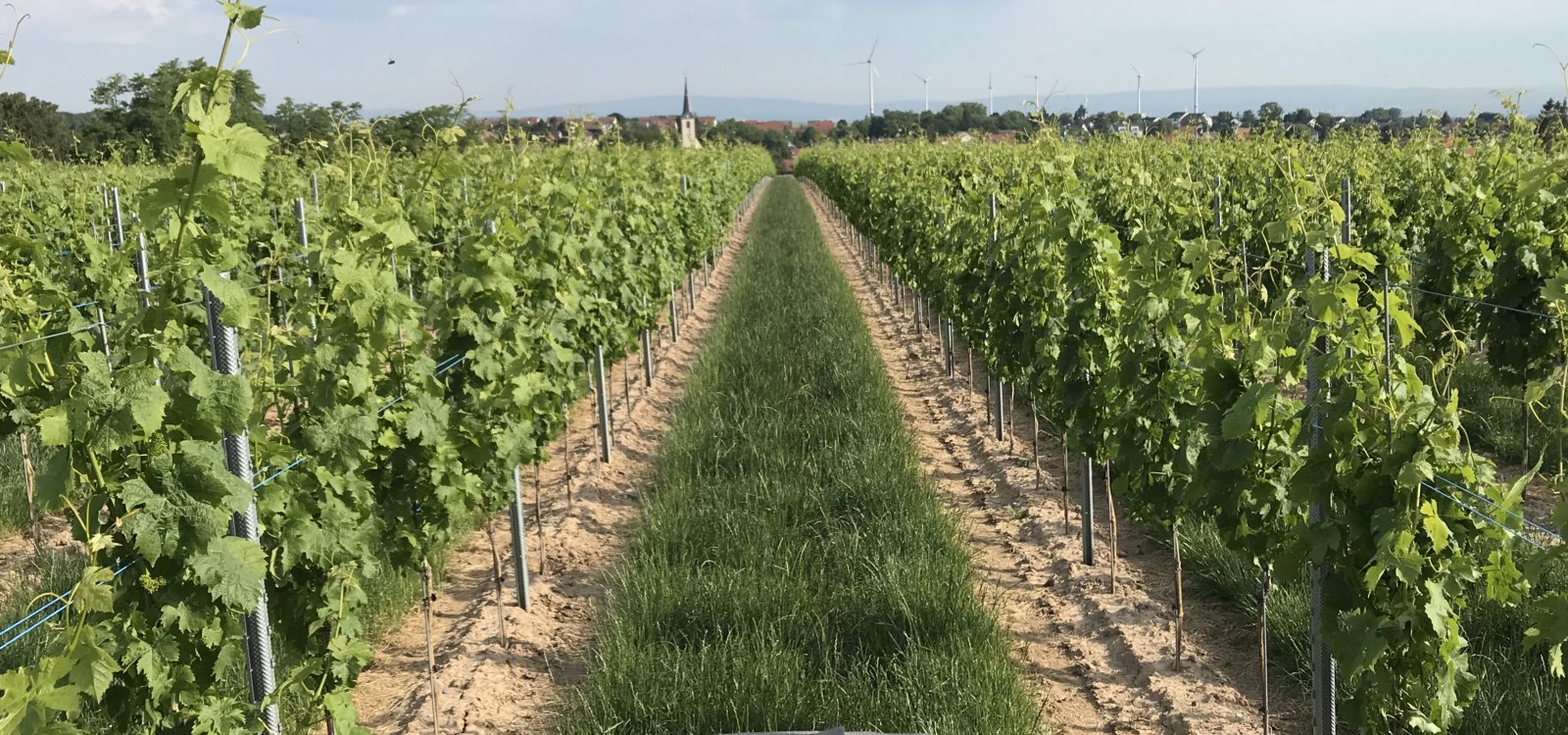 Weinberge, © Weinmanu Weinberge, © Weinmanu