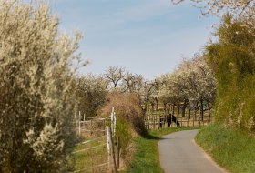 Selztalidylle im Frühjahr © Vincent Dommer Selztalidylle im Frühjahr © Vincent Dommer