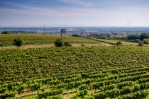 Guntersblumer Steig-Terrassen Guntersblumer Steig-Terrassen