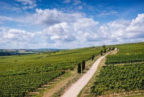 Westhofener Morstein Westhofener Morstein