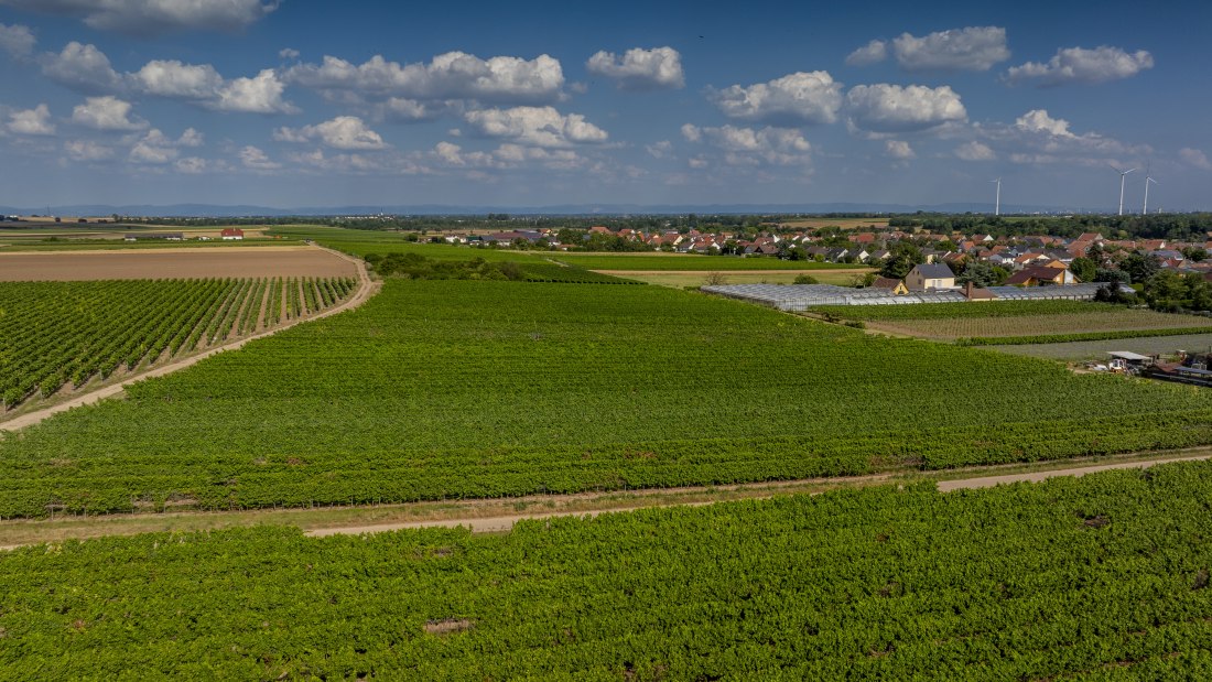 Heppenheimer Schneckenberg, © Torsten Silz Heppenheimer Schneckenberg, © Torsten Silz