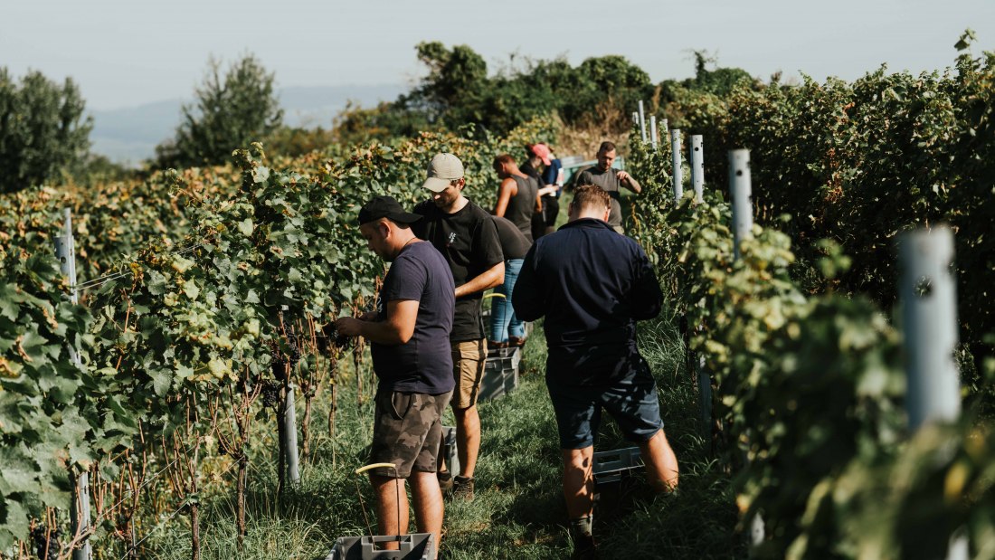 Weingut Adams_Weinlese, © Weingut Adams Weingut Adams_Weinlese, © Weingut Adams