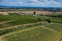 Bechtheimer Geyersberg Bechtheimer Geyersberg