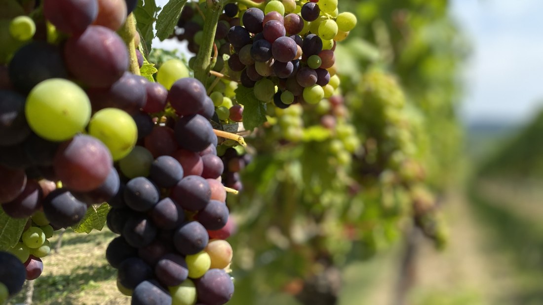 Weingut Breitenbach Trauben Weingut Breitenbach Trauben