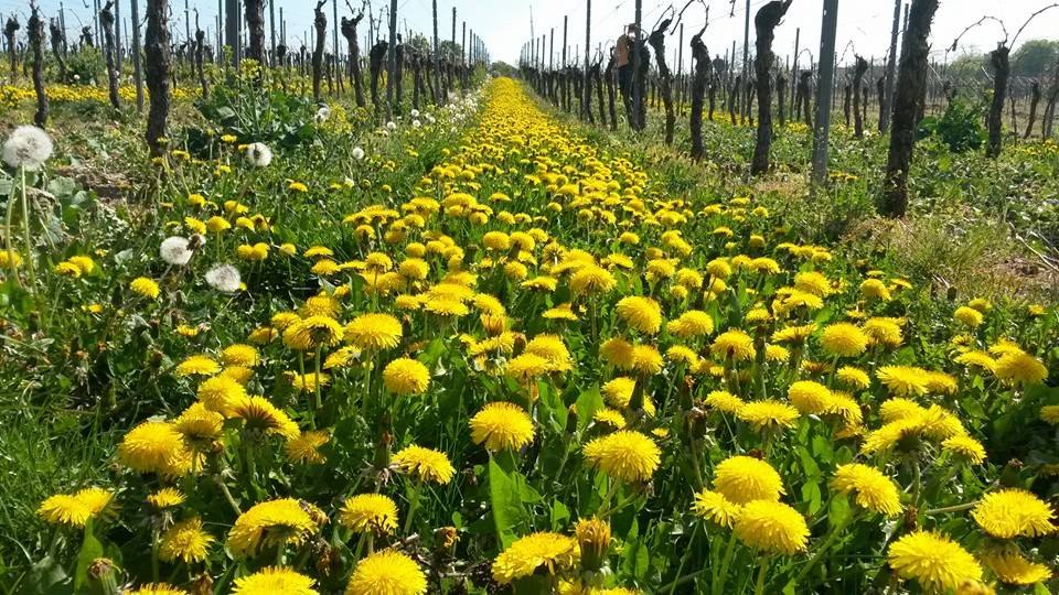 Dandelion in the wingert, © Weingut Kathrinenhof Dandelion in the wingert, © Weingut Kathrinenhof