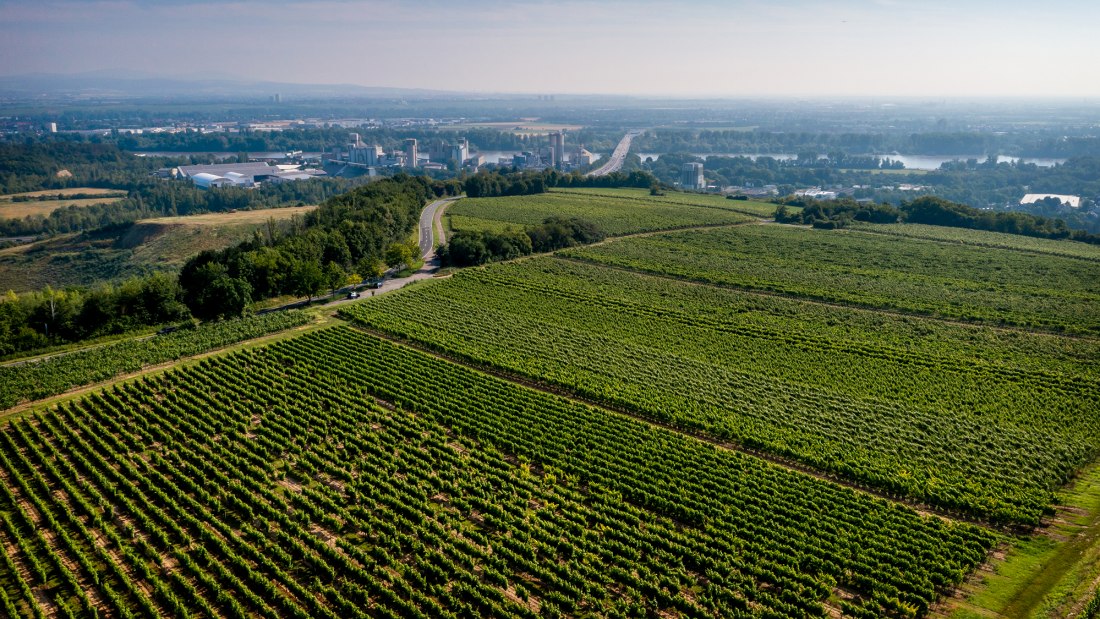 Hechtsheimer Kirchenstück Hechtsheimer Kirchenstück