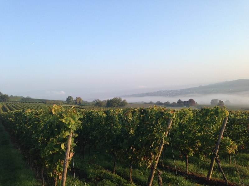 1weinberg_sw, © Weingut Schloß Westerhaus 1weinberg_sw, © Weingut Schloß Westerhaus