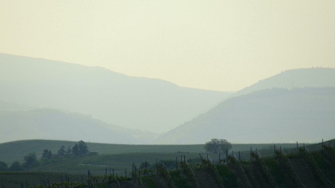 Weingut Schottenhof_Weinberge, © Weingut Schottenhof Weingut Schottenhof_Weinberge, © Weingut Schottenhof