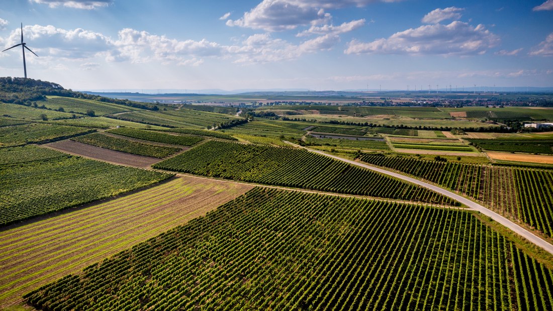 Dittelsheimer Leckerberg Dittelsheimer Leckerberg