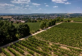 Monsheimer Rosengarten Monsheimer Rosengarten