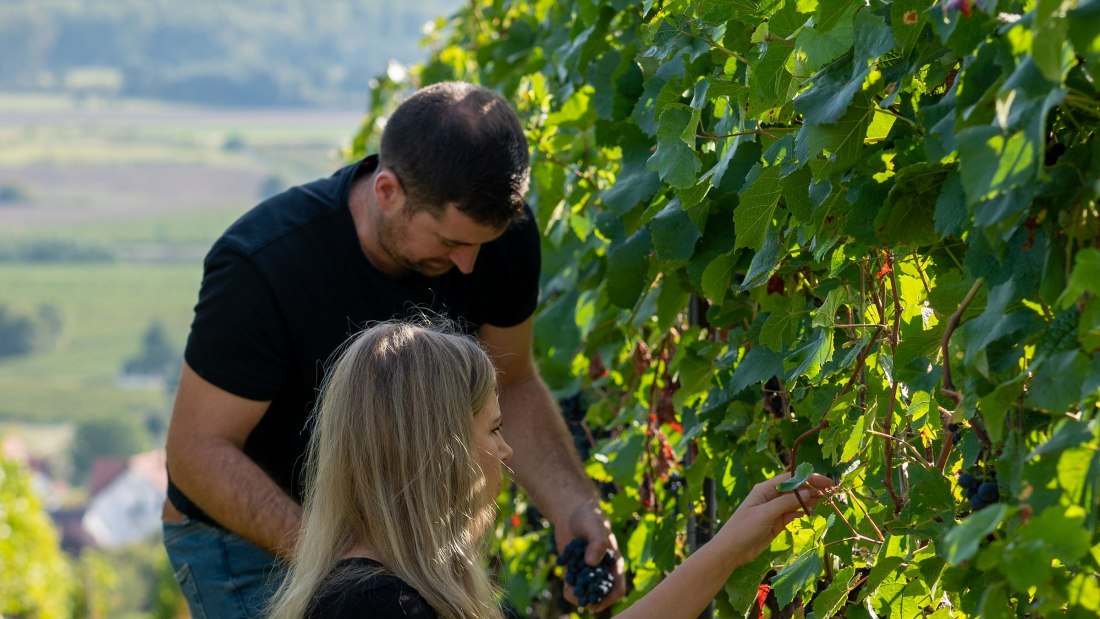 Weingut Deiß_Weinlese, © Weingut Deiß Weingut Deiß_Weinlese, © Weingut Deiß