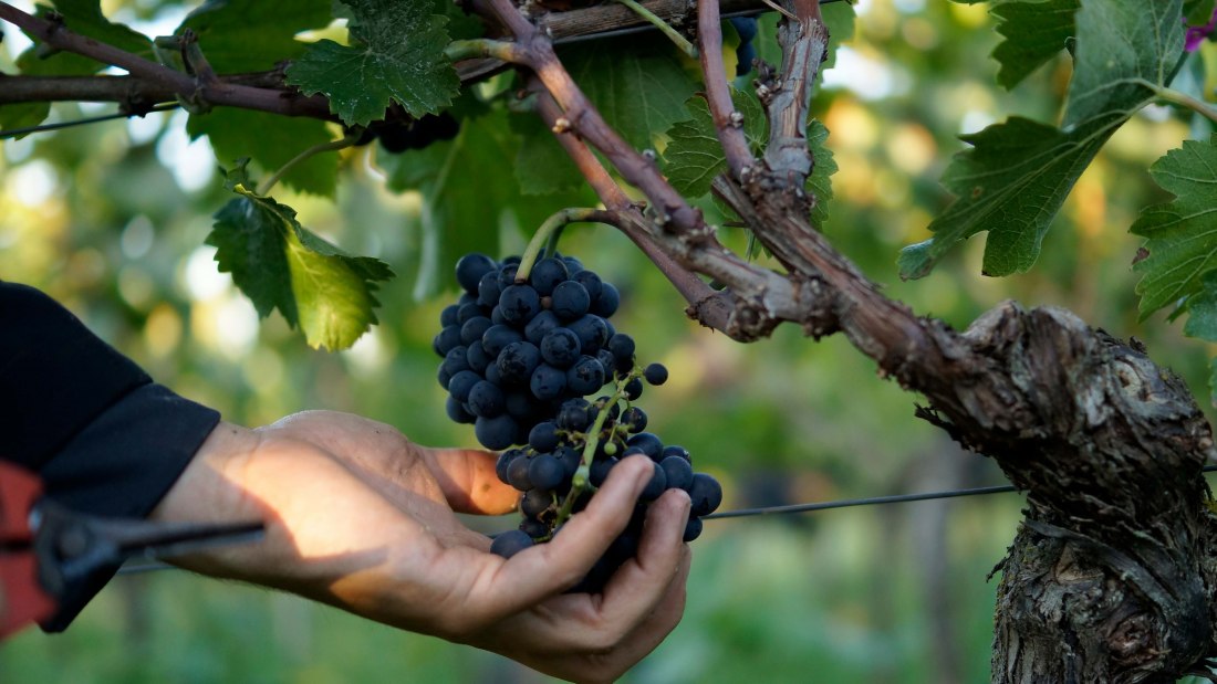 © Weingut Eppelmann © Weingut Eppelmann