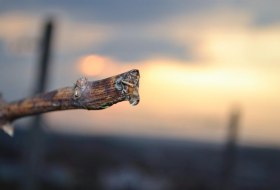 Rebträne © Weingut Jens Göhring Rebträne © Weingut Jens Göhring