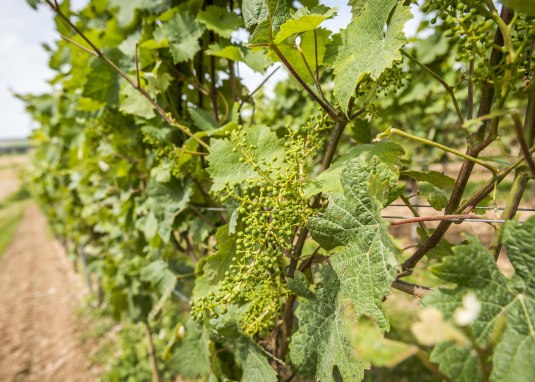 Weinberge im Sommer © Foto http://achimmeurer.com Weinberge im Sommer © Foto http://achimmeurer.com