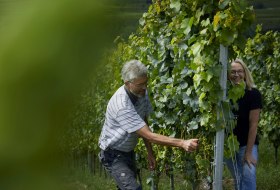 _MG_0880 © Weingut Doll & Göth _MG_0880 © Weingut Doll & Göth