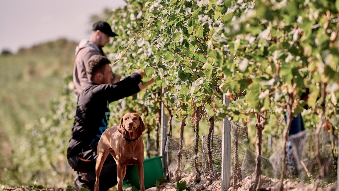 © Weingut Sander © Weingut Sander