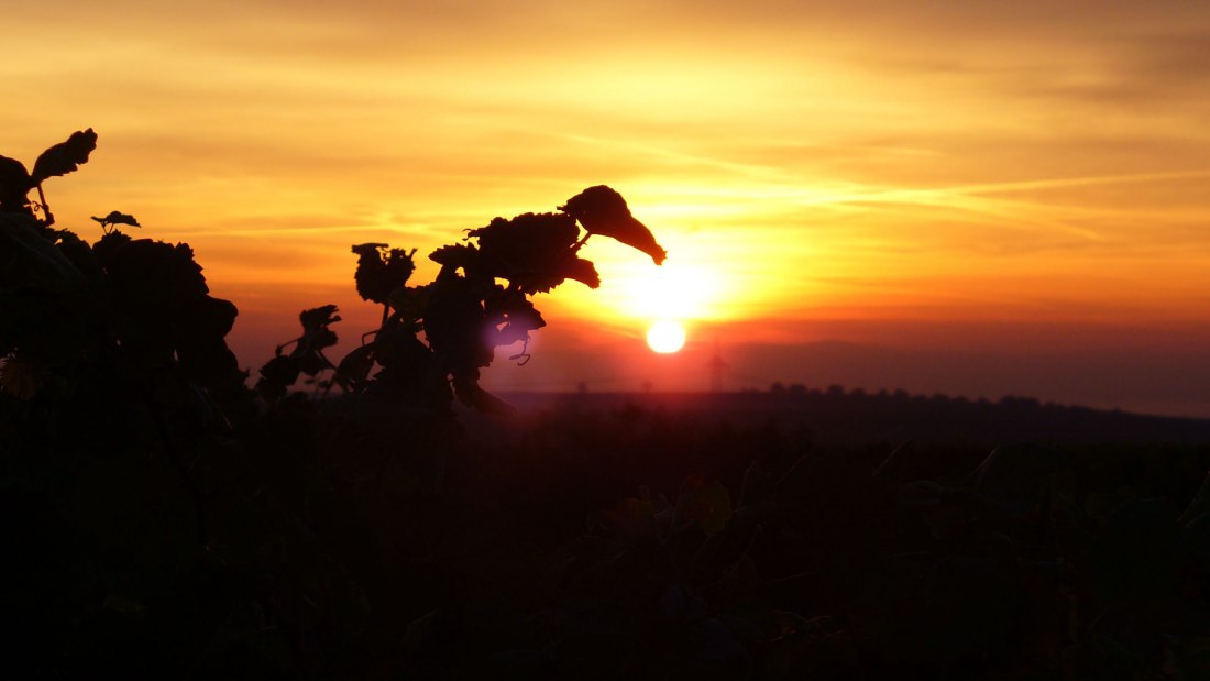 PFAFF WEINE_Sonnenaufgang, © PFAFF WEINE PFAFF WEINE_Sonnenaufgang, © PFAFF WEINE