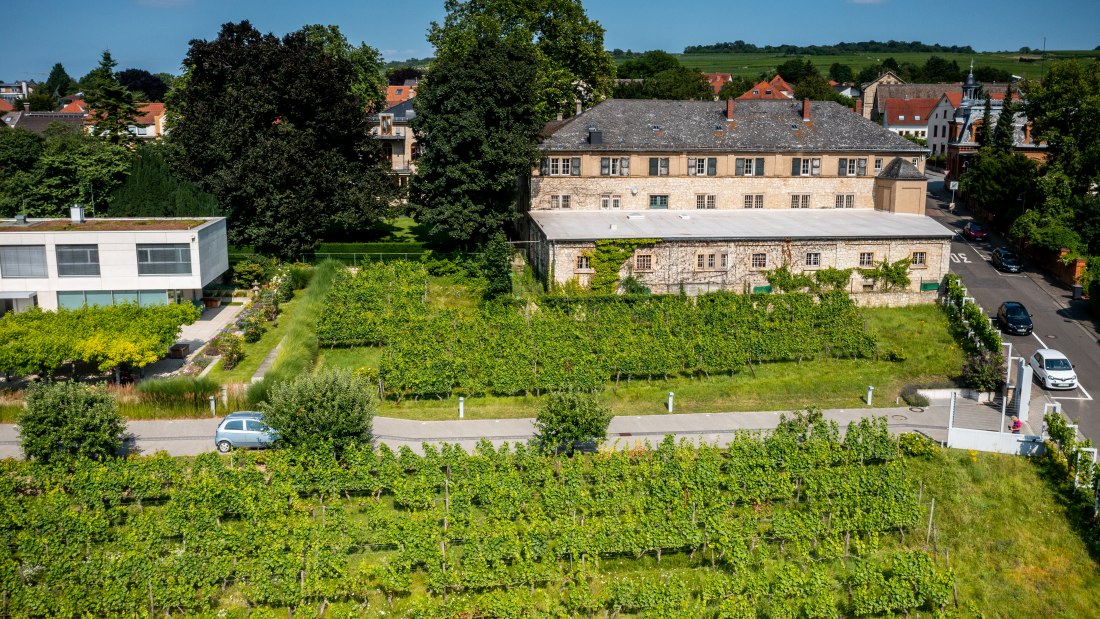 Ingelheimer Sonnenberg-DJI_0039.DNG, © Torsten Silz Ingelheimer Sonnenberg-DJI_0039.DNG, © Torsten Silz