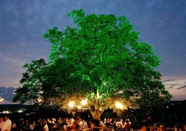 Weinfest am Nussbaum, © Weingut Schoeneck-Schnell Weinfest am Nussbaum, © Weingut Schoeneck-Schnell