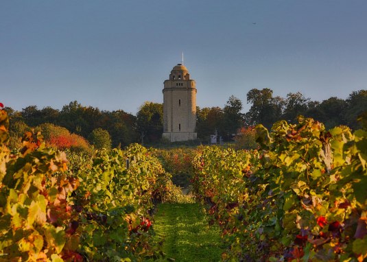 Bismarckturm mit Blick von den Weinbergen © Rainer Oppenheimer/Stadt Ingelheim Bismarckturm mit Blick von den Weinbergen © Rainer Oppenheimer/Stadt Ingelheim