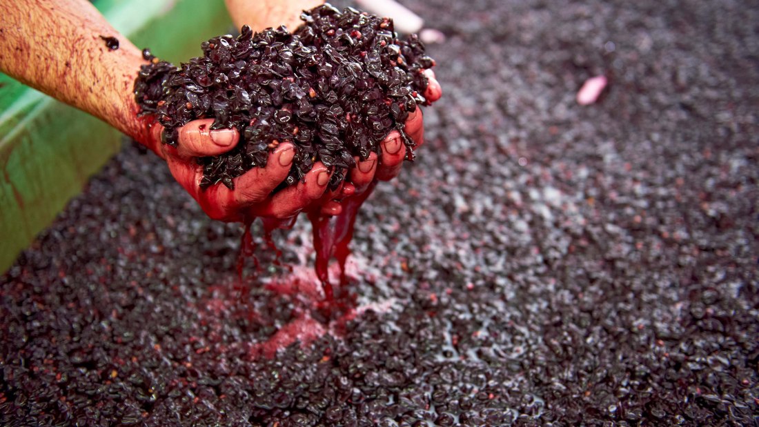 Weingut Achenbach_Hände, © Weingut Achenbach Weingut Achenbach_Hände, © Weingut Achenbach