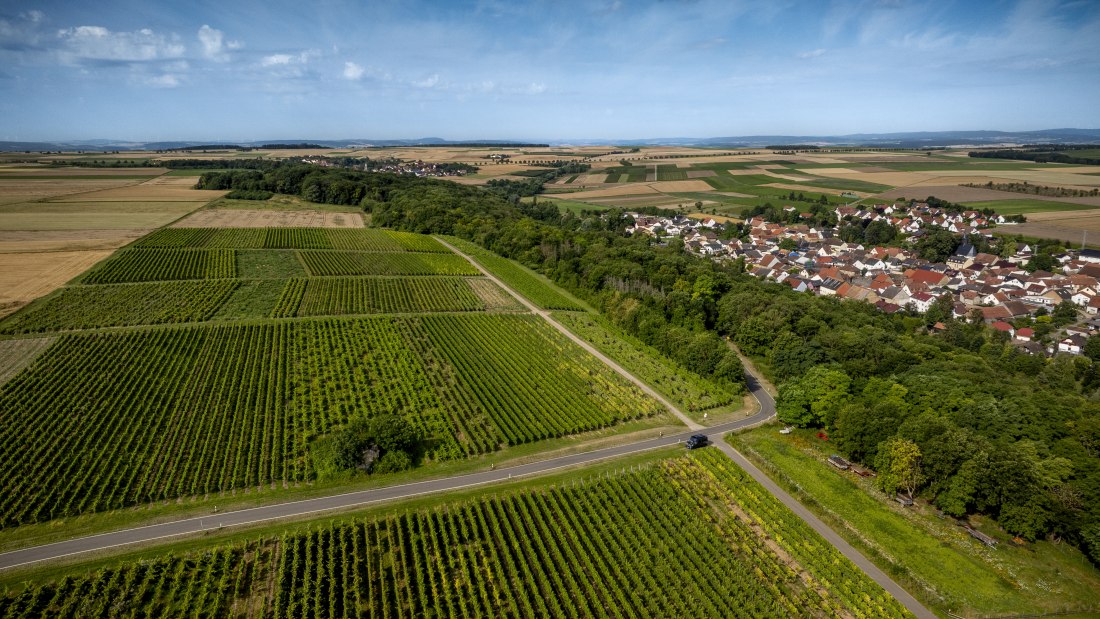 Nieder-Hilbersheimer Steinacker-076 Kopie Nieder-Hilbersheimer Steinacker-076 Kopie