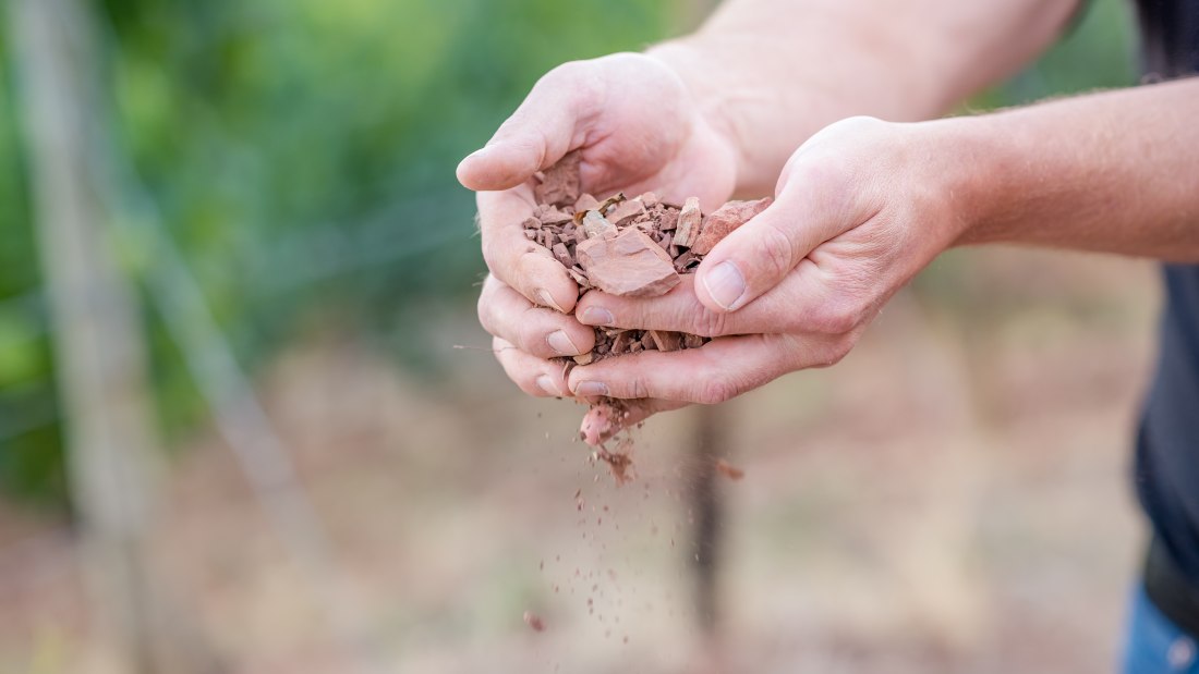 © Weingut Seebrich © Weingut Seebrich