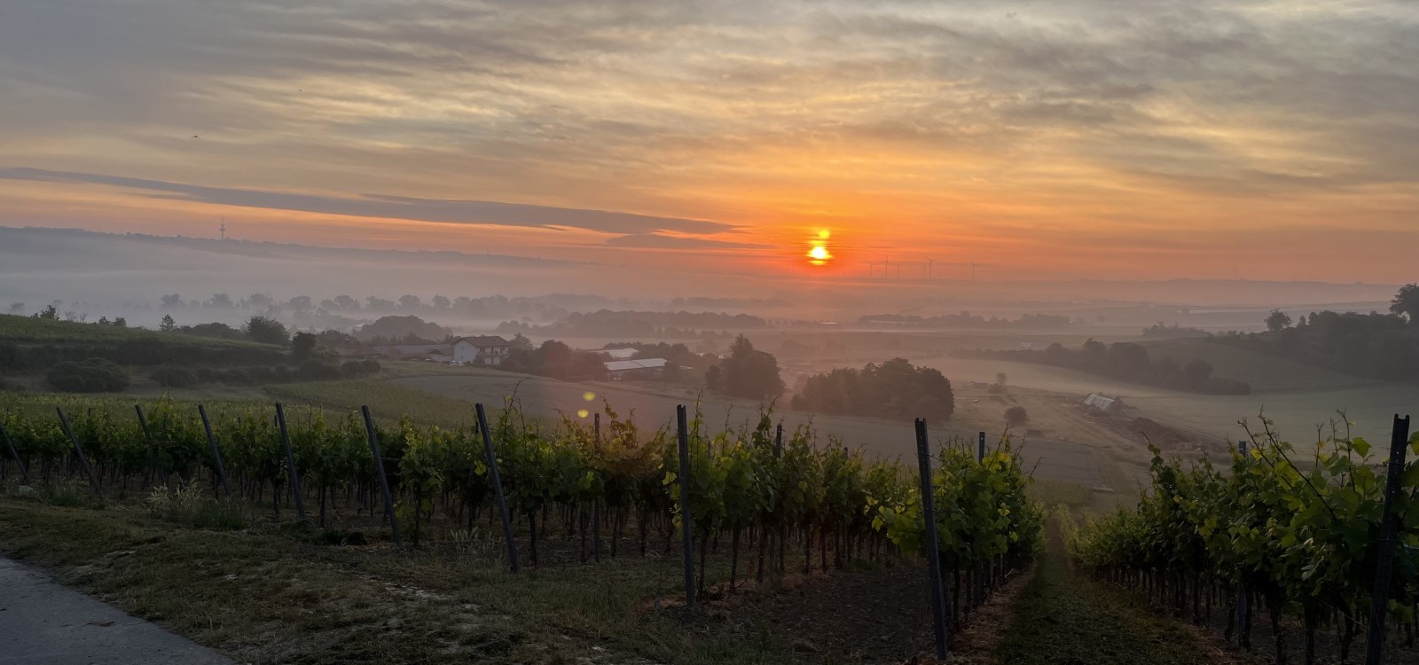 Bio Weingut Hellmich_Weinberge, © Bio Weingut Hellmich Bio Weingut Hellmich_Weinberge, © Bio Weingut Hellmich
