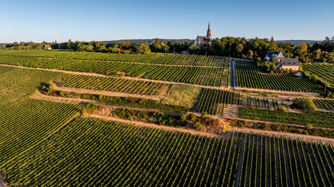 Bingen Schloßberg-Schwätzerchen - 13, © Torsten Silz Bingen Schloßberg-Schwätzerchen - 13, © Torsten Silz