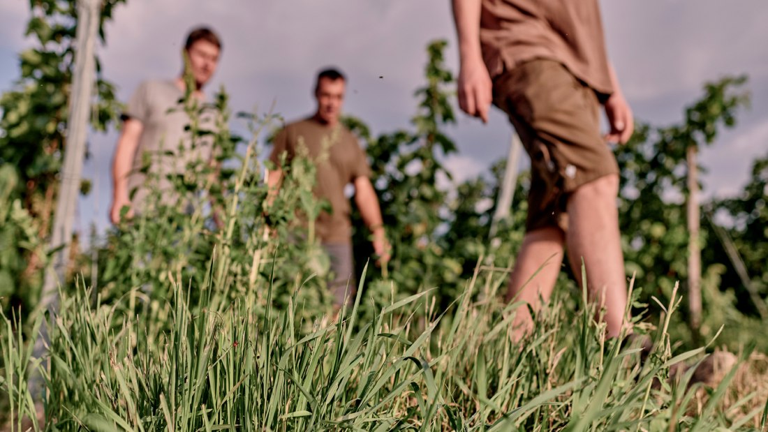 © Weingut Sander © Weingut Sander