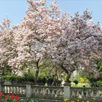 Magnolienblüte Schlosspark © GuT Magnolienblüte Schlosspark © GuT