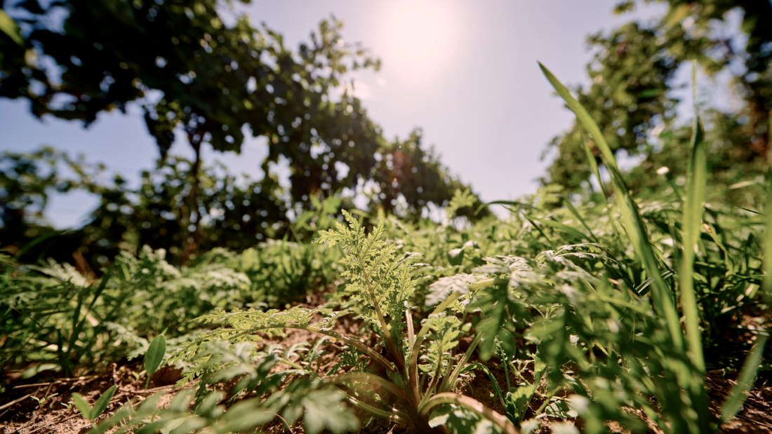 © Weingut Sander © Weingut Sander