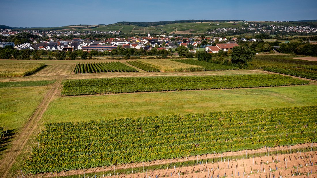 Grolsheimer Ölberg Grolsheimer Ölberg