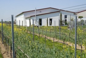Weingut Kiefer_Weinreben © Weingut Kiefer Weingut Kiefer_Weinreben © Weingut Kiefer