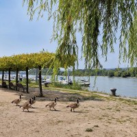 Rhine riverbank in Heidenfahrt with a view of the harbour Rhine riverbank in Heidenfahrt with a view of the harbour