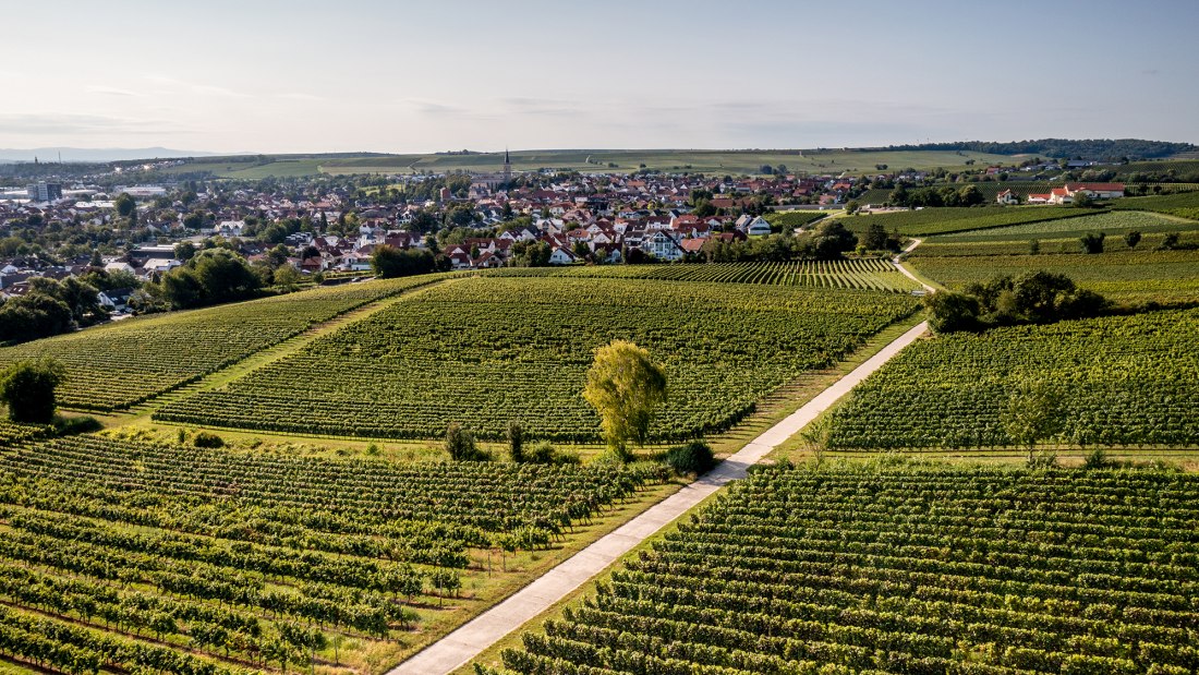 Bodenheimer Burgweg Bodenheimer Burgweg