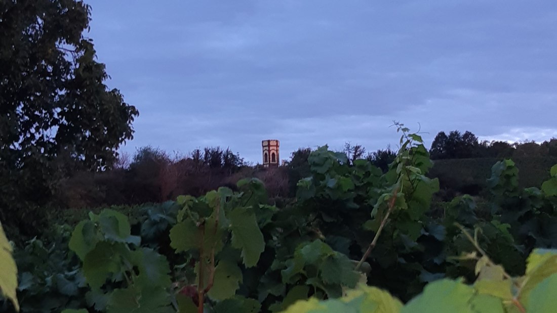 Weingut Holzmühle_Weinreben, © Weingut Holzmühle Weingut Holzmühle_Weinreben, © Weingut Holzmühle