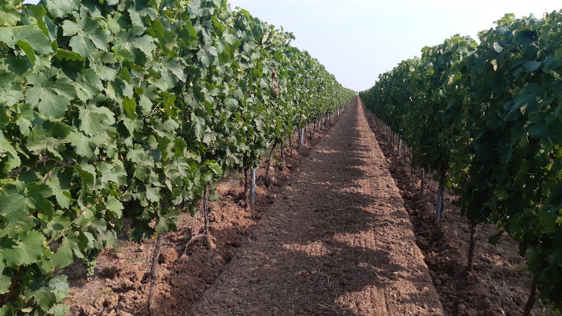 Weingut Holzmühle_Weinreben 2, © Weingut Holzmühle Weingut Holzmühle_Weinreben 2, © Weingut Holzmühle