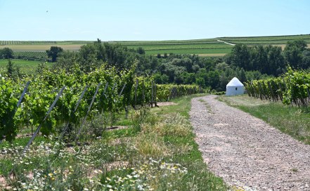 Weinbergshäuschen im Zellertal Weinbergshäuschen im Zellertal
