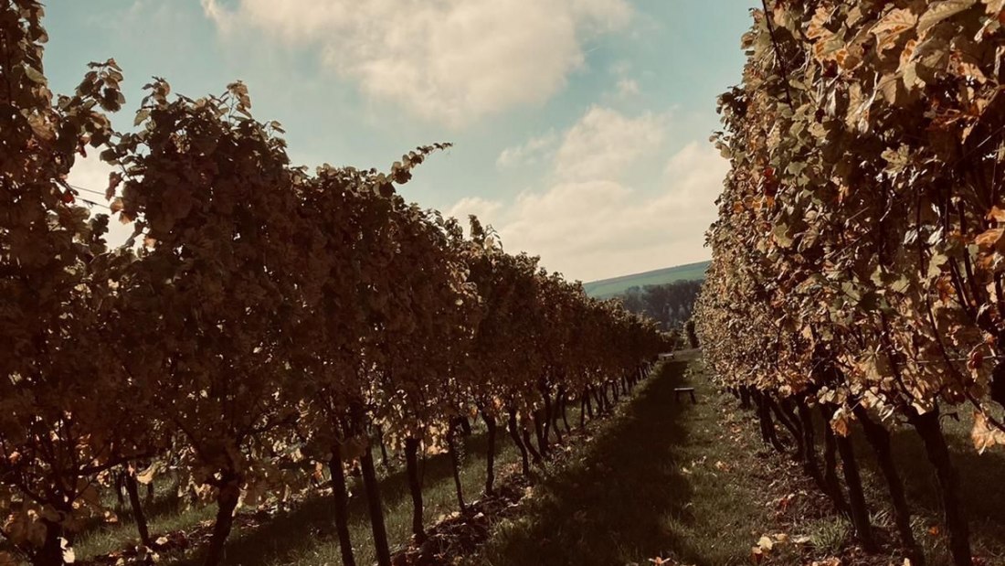 © Weingut Wissgott © Weingut Wissgott