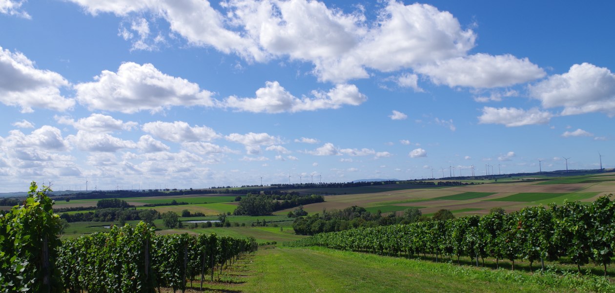 Weingut Bernhard_Weinberge 2, © Weingut Bernhard Weingut Bernhard_Weinberge 2, © Weingut Bernhard