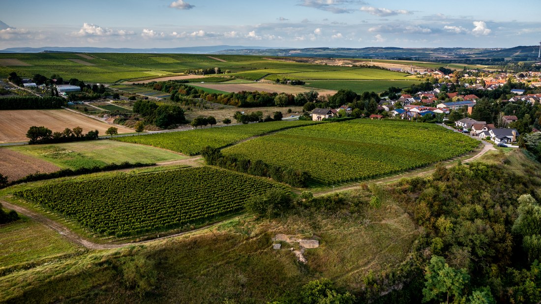 Wöllsteiner Äffchen Wöllsteiner Äffchen