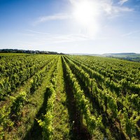 Weinland Nahe © Weinland Nahe e.V./ Moritz Attenberger Weinland Nahe © Weinland Nahe e.V./ Moritz Attenberger