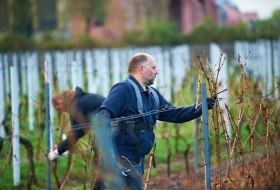 Rebschnitt Schembs © Rheinhessenwein e.V./Robert Dieth Rebschnitt Schembs © Rheinhessenwein e.V./Robert Dieth