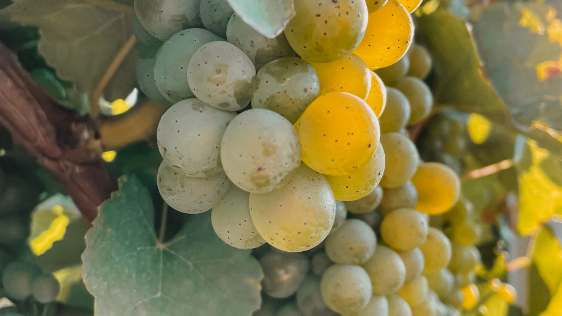 Weingut Heck_Reben, © Weingut Heck Weingut Heck_Reben, © Weingut Heck
