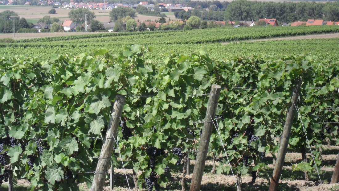 Weingut Bernhard_Weinberge, © Weingut Bernhard Weingut Bernhard_Weinberge, © Weingut Bernhard