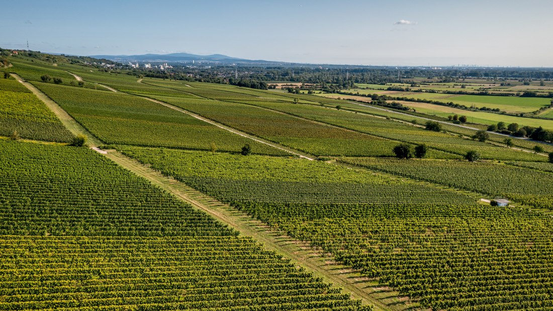 Bodenheimer Burgweg Bodenheimer Burgweg